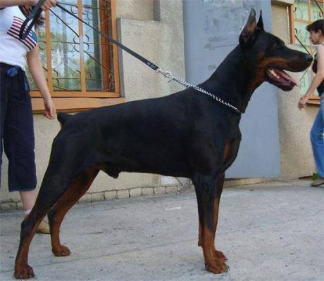 Tsenturion de Grande Vinko | Black Doberman Pinscher