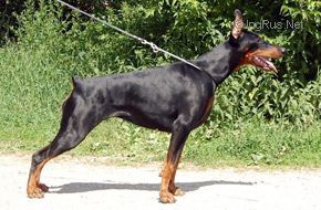 Solomeya Straygezer | Black Doberman Pinscher