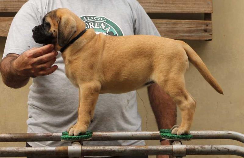 Mimba Kuera Evita Peron | Bullmastiff 