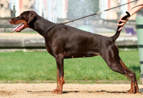 Carisma v. Hohenzollern | Brown Doberman Pinscher