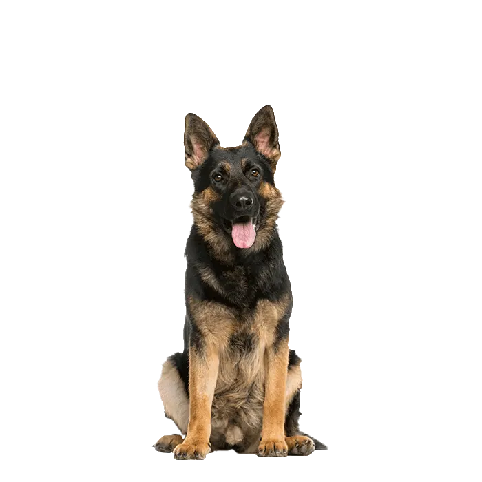 German Shepherd Dog