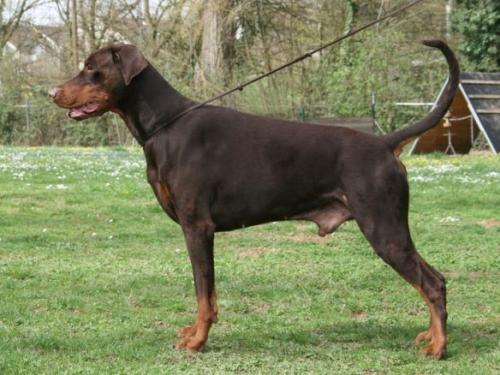 Balthasarherzog v. Württemberg | Brown Doberman Pinscher