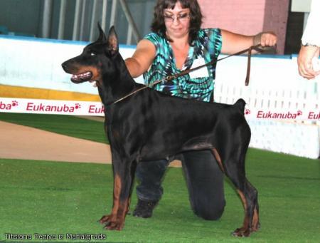 Ticiana Tezija Iz Marialgrada | Black Doberman Pinscher