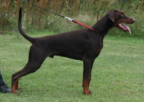 Stay in Style Jagor | Brown Doberman Pinscher