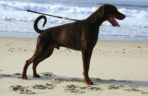 Hachiko Khan de Rovira | Brown Doberman Pinscher