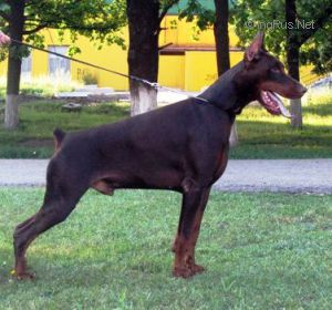 Alphapride Avatar | Brown Doberman Pinscher