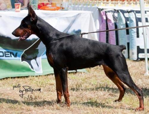 Alabama Sweet Home | Black Doberman Pinscher