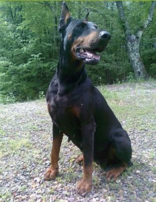 Atena (BHR 39914) | Black Doberman Pinscher
