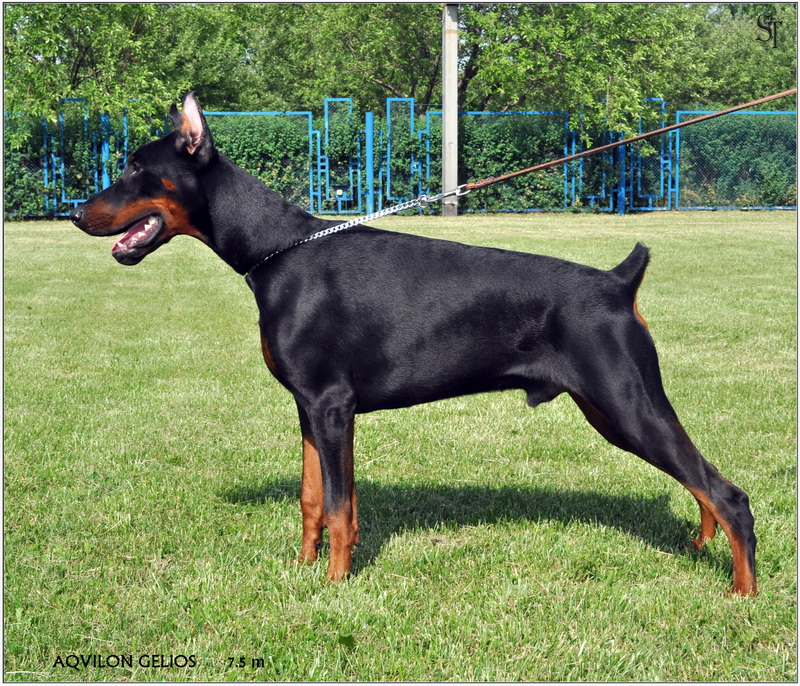 Aqvilon Gelios | Black Doberman Pinscher