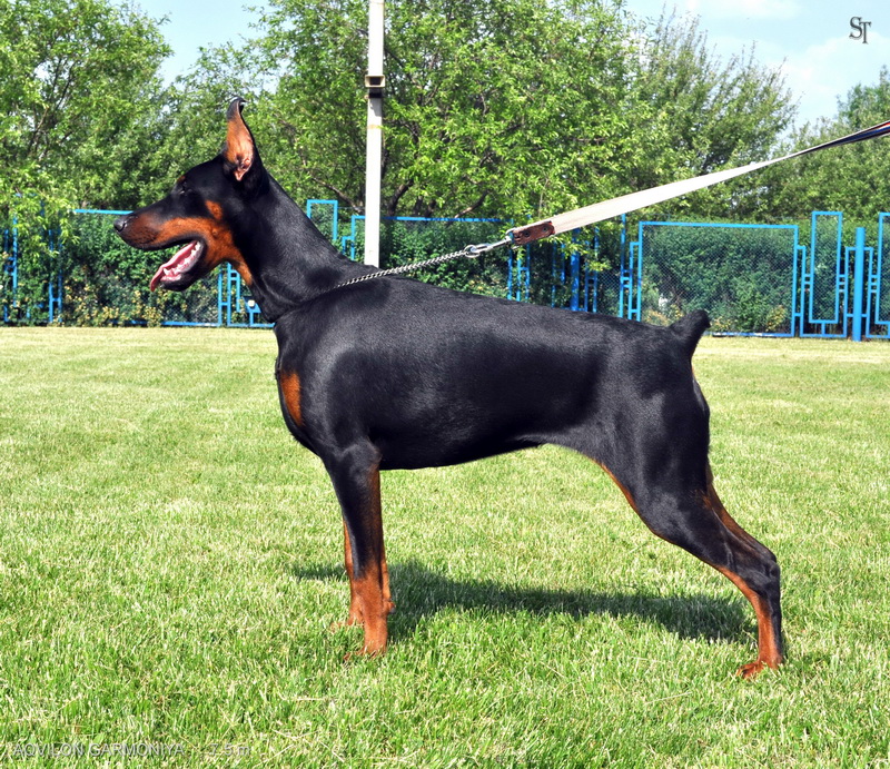 Aqvilon Garmonija | Black Doberman Pinscher