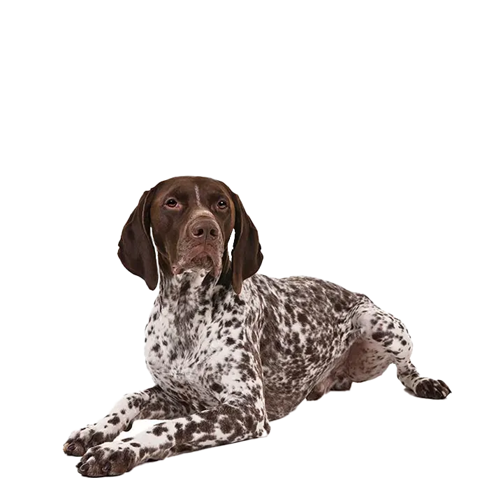 German Shorthaired Pointer German Shorthaired Pointer