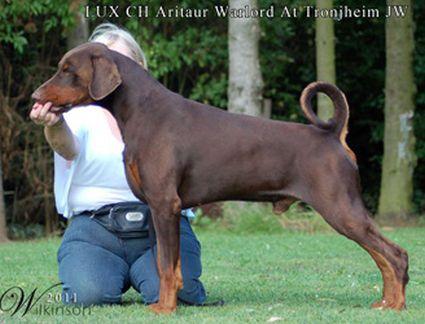 Aritaur Warlord at Tronjheim | Brown Doberman Pinscher