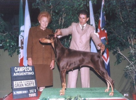 Rubi Brown v. Wallsal | Brown Doberman Pinscher