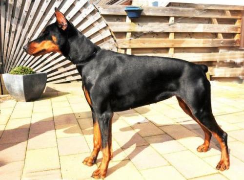 Nazli-Senna v.d. Graaf | Black Doberman Pinscher