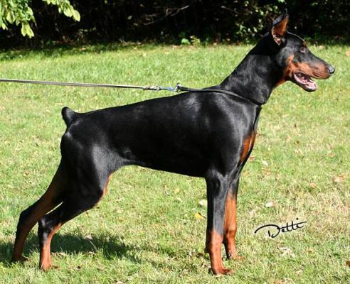 Abigail de la Scytha | Black Doberman Pinscher