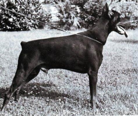 Urian des Landrys | Brown Doberman Pinscher