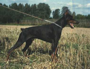 Pankration Aik-Ant | Blue Doberman Pinscher