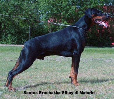 Santos Erochakka Efhay di Matario | Black Doberman Pinscher