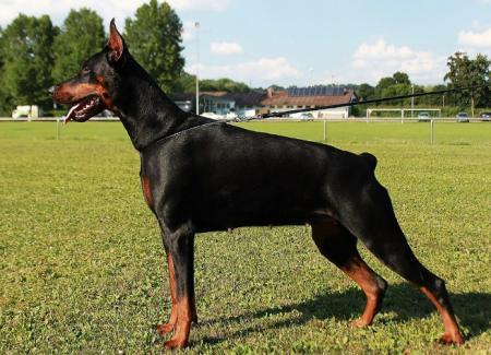 Sky Delaila Efhay di Matario | Black Doberman Pinscher