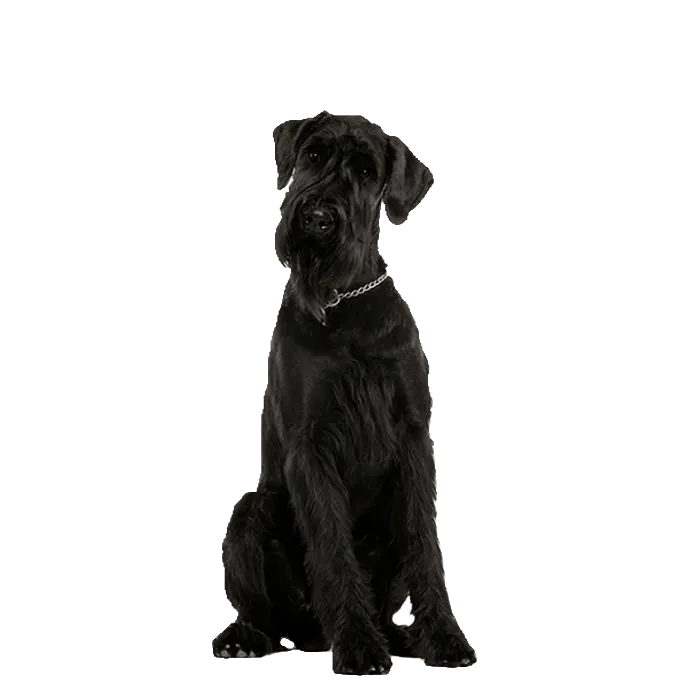 German Wirehaired Pointer German Wirehaired Pointer