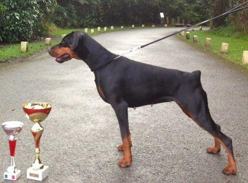 Ruholfia Bardot | Black Doberman Pinscher