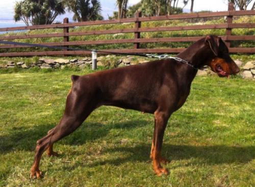 Ruholfia Billion Dollar Bébé | Brown Doberman Pinscher