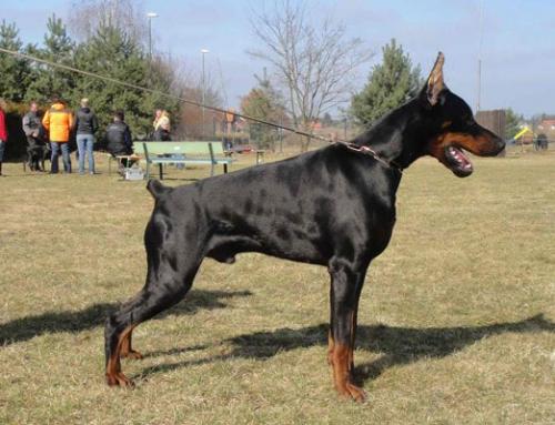 Modus Ost Muzhik | Black Doberman Pinscher