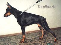 Jaklin (RKF...) | Black Doberman Pinscher