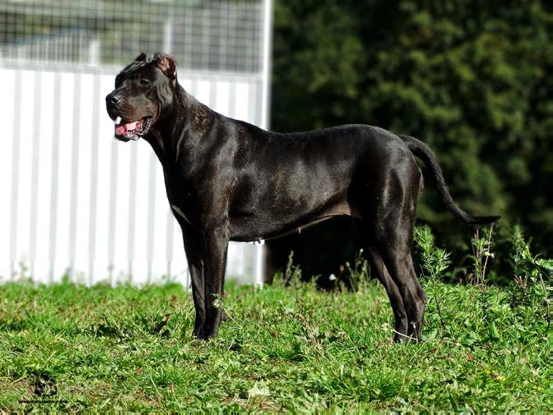 Woody de Raduca | Perro de Presa Canario 