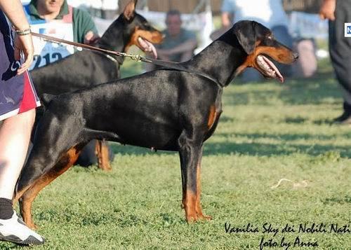 Vanilla Sky dei Nobili Nati | Black Doberman Pinscher