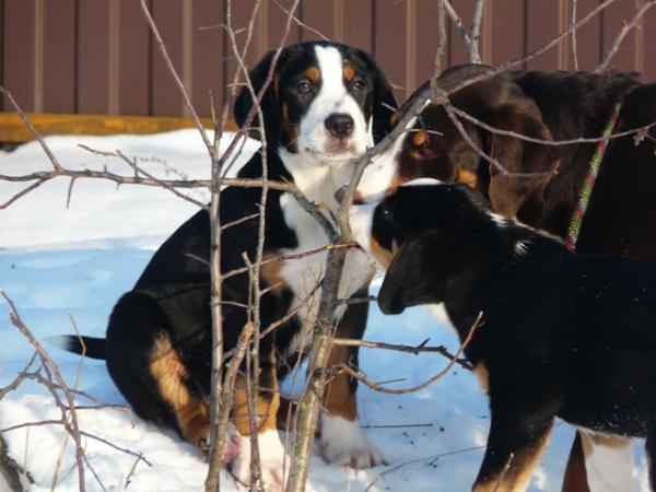 Eberron Gella Boginya | Greater Swiss Mountain Dog 