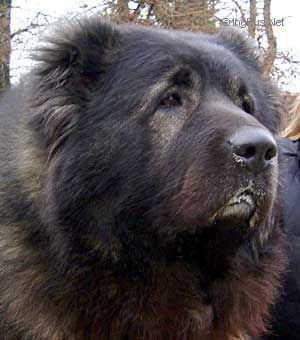 ISZTAR CKIENT HUNZA | Caucasian Mountain Dog 