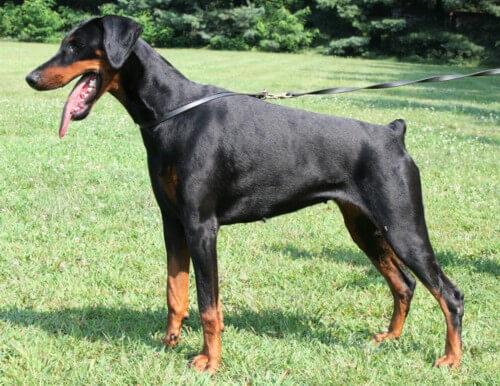 Vega dei Nobili Nati (LO1017735) | Black Doberman Pinscher