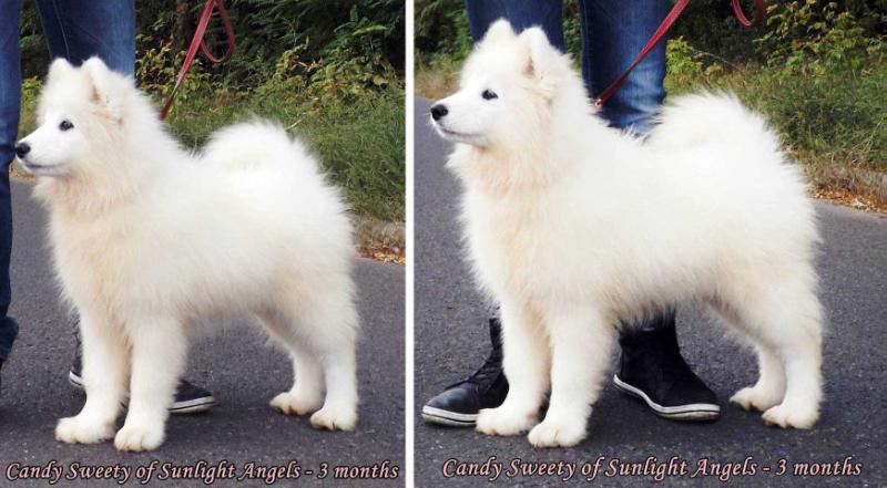 CANDY SWEETY Of Sunlight Angels | Samoyed 