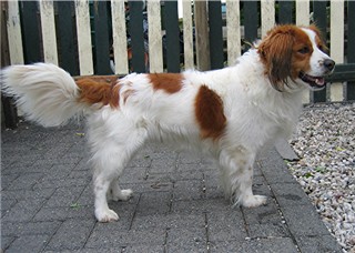 Kasper | Kooikerhondje 