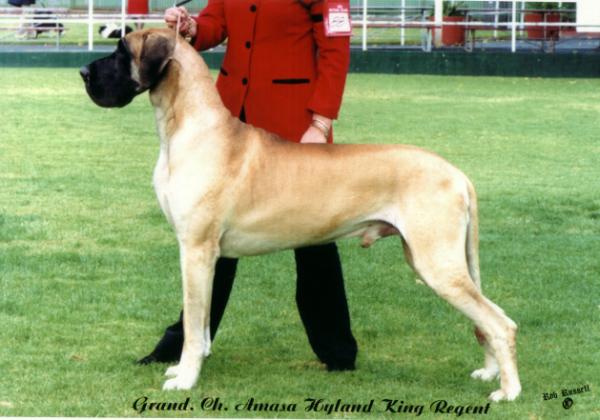 Amasa Hyland King Regent | Great Dane 