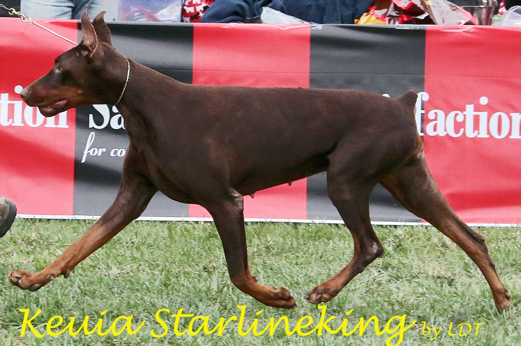 Kenia Starlineking | Brown Doberman Pinscher