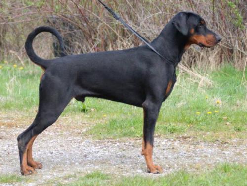 Proud Danish Deja Vu | Black Doberman Pinscher