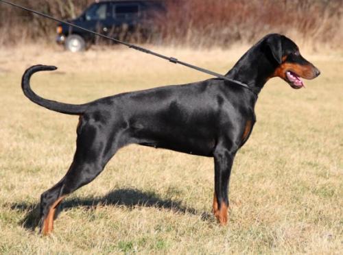 Proud Danish Destany | Black Doberman Pinscher