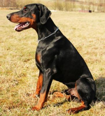 Kafka v. Hellerwald | Black Doberman Pinscher