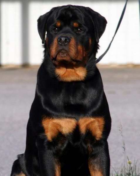 Bjorkelunds Heineken | Rottweiler 