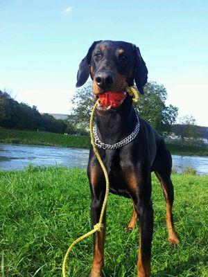 Chiron Caillu v. CBF | Black Doberman Pinscher