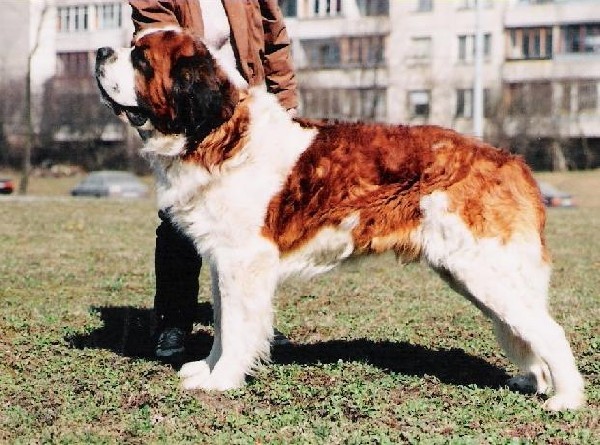 Urzglys Vilnoja | Saint Bernard 