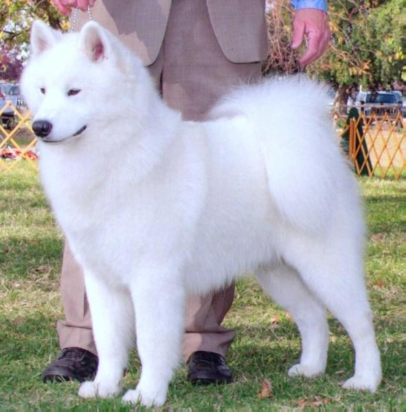 Urban Pulse Hakushu | Samoyed 