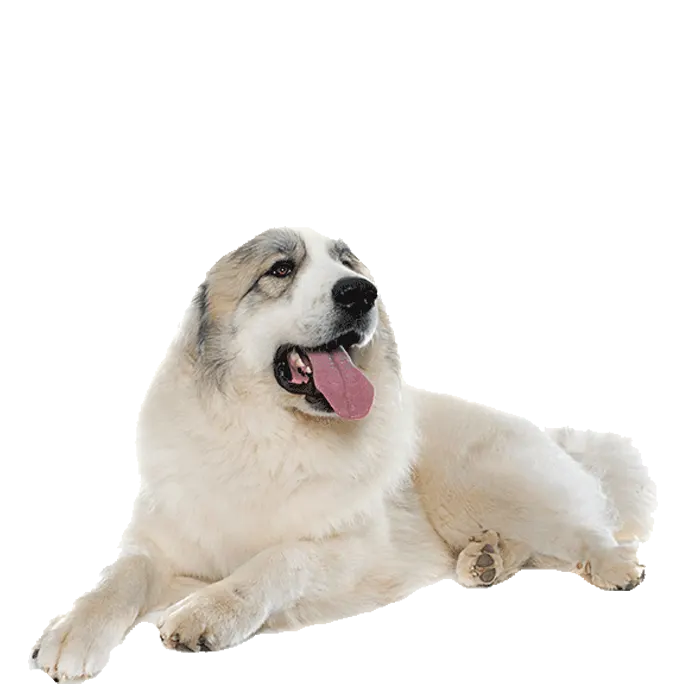 Great Pyrenees 