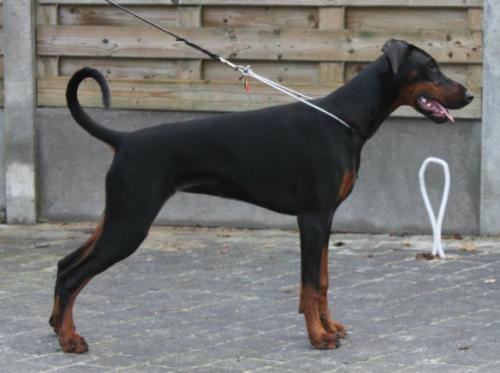 Kena v. Royaert | Black Doberman Pinscher