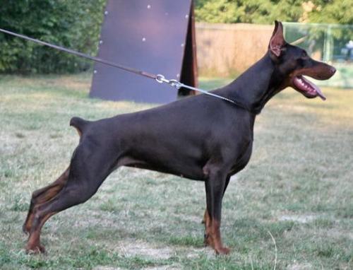 Cayenna Black Iron Warrior | Brown Doberman Pinscher