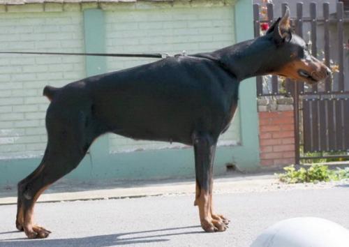 Imagine Black Iron Warrior | Black Doberman Pinscher