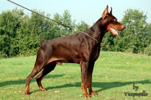 Sologomez del Fiorsilva | Brown Doberman Pinscher