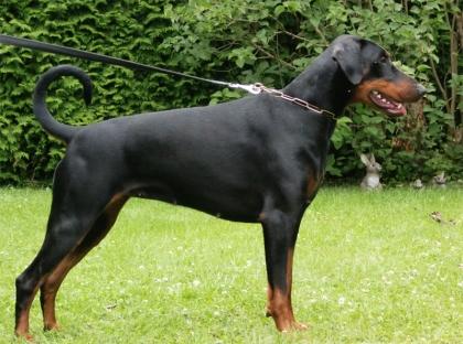 Flair Opus Meum | Black Doberman Pinscher